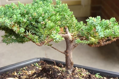 Juniper Bonsai Tree Dying   Wallpaper.