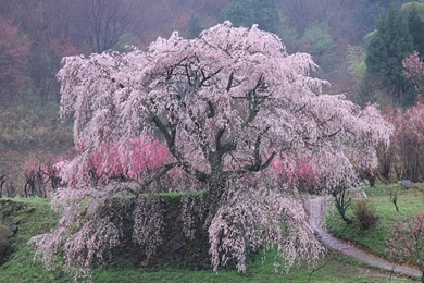 Wallpaper: Wallpapers Lemon Tree