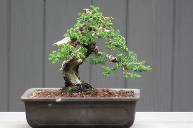 Juniper Bonsai Tree Styles   Wallpaper.