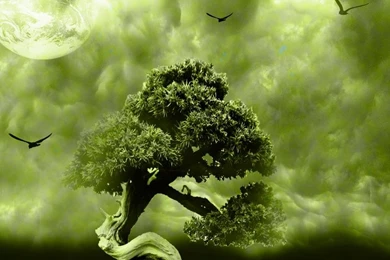 Bonsai, Tree   Pixdaus