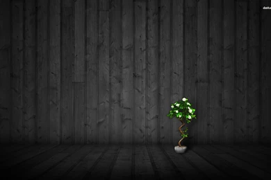 Bonsai Wallpapers   Digital Art Wallpapers