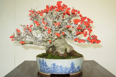 Download Free Flowring Bonsai Tree Desktop Wallpapers Hd For Mobile ...