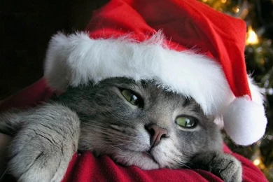 Wallpaper: Xds 45 Wallpapers