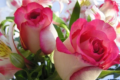 Love Hd Wallpapers PC