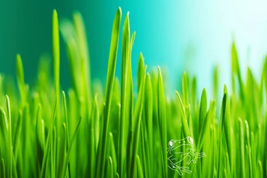 Beautiful Grass Wallpapers Download For PC