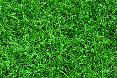 Grass Wallpapers Cool