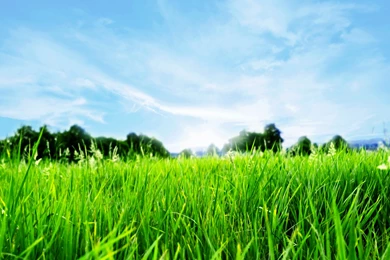 HD Beautiful Nature Grass Backgrounds Wallpapers HD Full Size ...