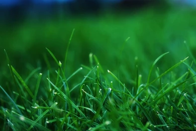 Grass Closeups iPad Air Wallpapers Download