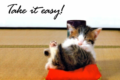 Cat Pictures With Sayings   Widescreen HD Wallpapers