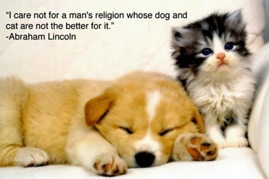 Funny Animals With Sayings 10 Free Hd Wallpapers   Funnypicture.org