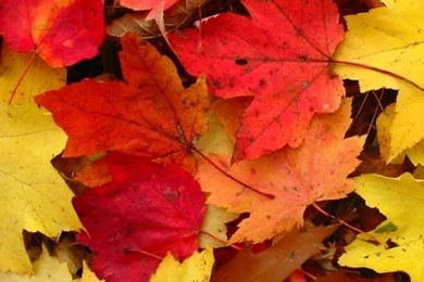 Phonezoo.com   Free Ringtones And Wallpapers     Smart Phone ...