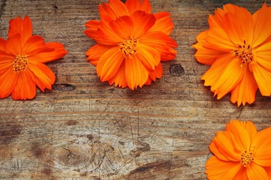 1920x1080 Orange Flowers Wood Wallpapers