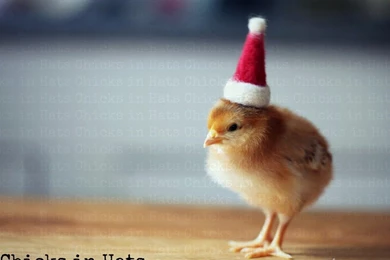 Funny Christmas Wallpapers