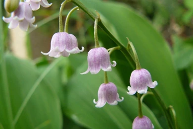 Beautiful Flowers Wallpapers For Desktop   Wallpapers HD Base