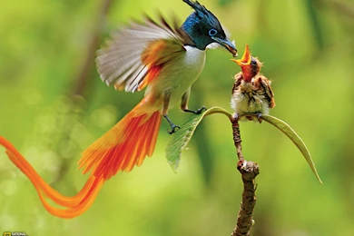 20 Charming Birds Of Paradise Pictures