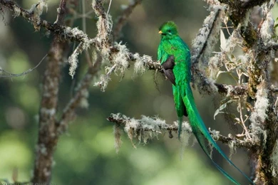 BIRD OF PARADISE WALLPAPER   (