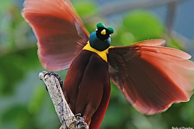 Birds Of Paradise Wallpapers HD