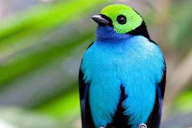 30 Beautiful Birds Of Paradise Wallpapers For Desktop. Bird Of ...