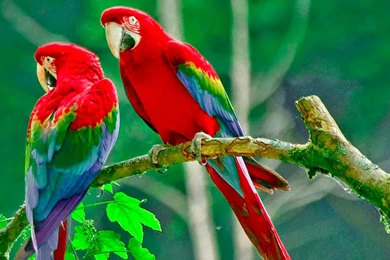 40 Free Beautiful Birds Wallpapers HD