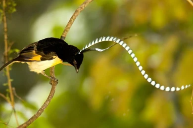 Amazing Birds Of Paradise Courtship Rituals