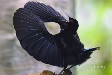Birds, Victorias Riflebird, Paradise Bird, Birds Of Paradise ...