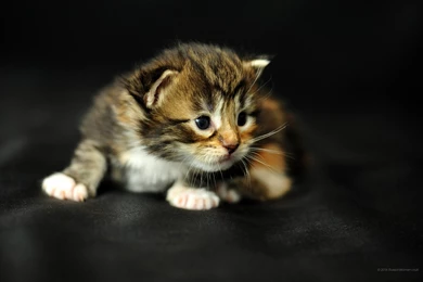 2160x1440 Wallpapers Cats. Tablet Backgrounds Free Download