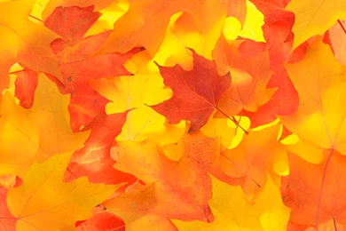 Autumn Leaf Photography   Wallpapers