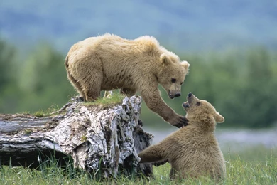 Animals Wallpapers   HD Desktop Backgrounds   Page 54