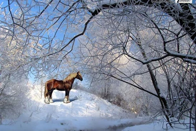 Winter Snow Wallpapers   Photo 83 Of 299