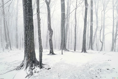 Snow Storm, Winter, Forest, 1920x1200 HD Wallpapers And FREE Stock ...