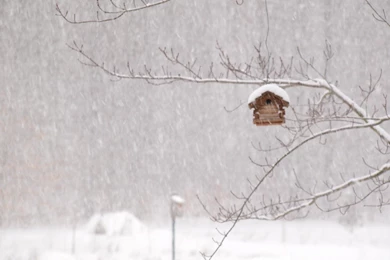 Winter Storm House Snow Birds Wallpapers