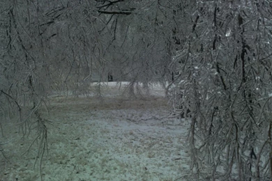 Winter Storm Forest Hd Wallpapers   (