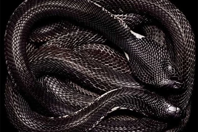 Ovquibita: Snakes Wallpapers