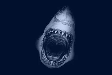 Deadly Shark Grin Wallpapers And Images   Wallpapers, Pictures, Photos