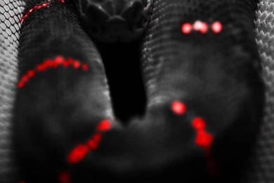 Deadly Snake iPhone Wallpapers   IPhones & IPod Touch Backgrounds ...