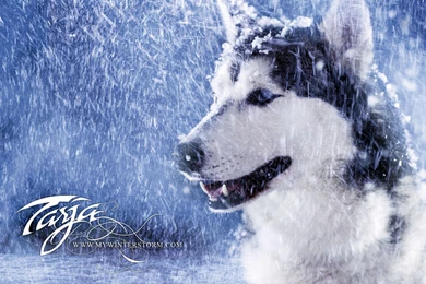 My Winter Storm Wallpapers By Mara15 On DeviantArt