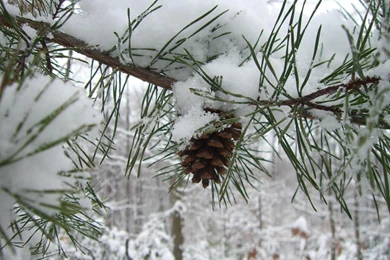 MLeWallpapers.com   Snowy Pine Branch