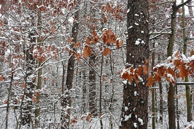 MLeWallpapers.com   Snow Covered Oak Trees