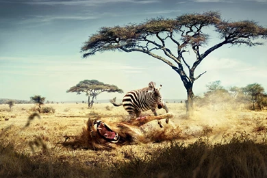 Wild Lion Zebra Chase Wallpapers (DESKTOP BACKGROUNDS)