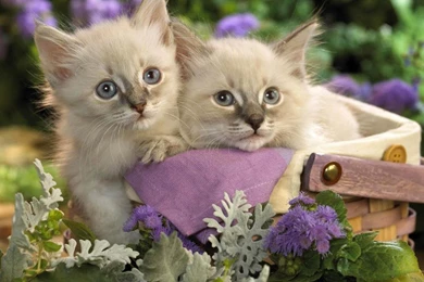 Cute Cat Live Wallpapers Android Apps And Tests AndroidPIT