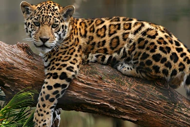 The Leopard   Wild Animals   Free Desktop Wallpapers Picture