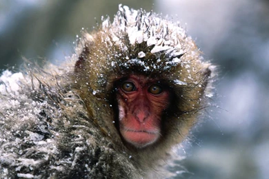 Cute Monkey   Wild Animals   Desktop Wallpapers 1600 X 1200 Picture