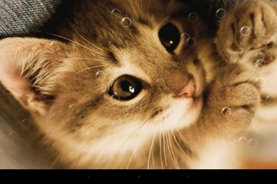 Lazy Cat Live Wallpapers Android Apps And Tests AndroidPIT