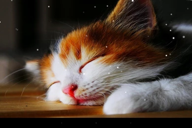 Sleep Cat Live Wallpapers Android Apps And Tests AndroidPIT