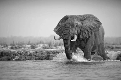 Elephants: Stunning Great Elephant Big River Wild Life Desktop ...