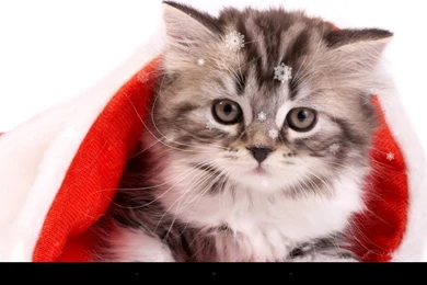 Christmas Cat Live Wallpapers Android Apps And Tests AndroidPIT