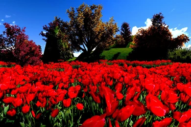 Beautiful Red Flowers Hd Wallpapers   Backgrounds Wallpapers For ...