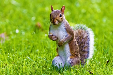 Cute Squirrel Wild Animal Desktop Wallpapers