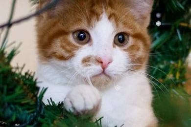 Xmas Cat Live Wallpapers   Android Apps And Tests   AndroidPIT