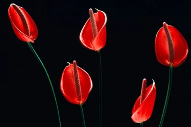 Free Screensavers And Wallpapers   KScreensavers.com